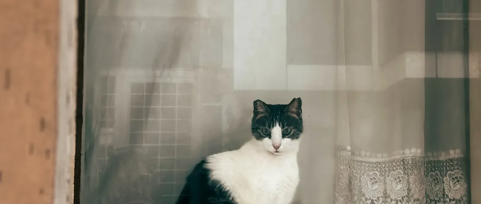 Cat safe indoors by a window — how to keep your cat safe
