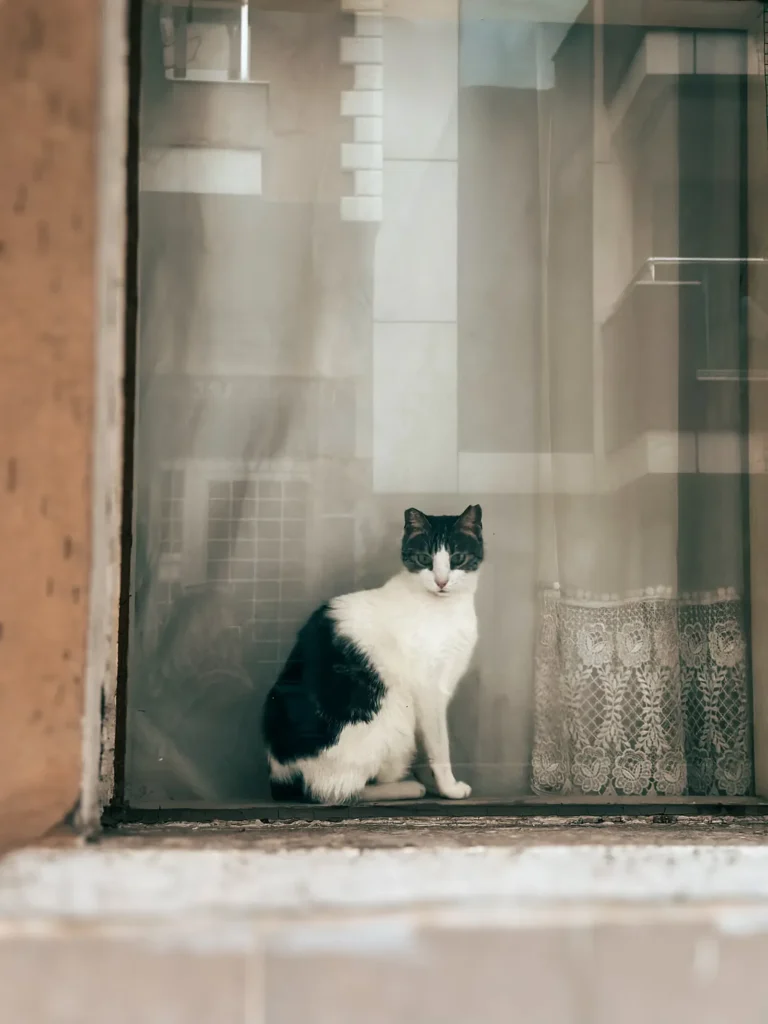 Cat safe indoors by a window — how to keep your cat safe