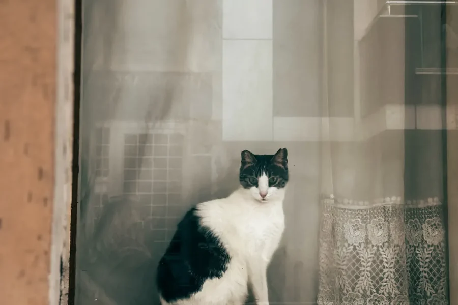 Cat safe indoors by a window — how to keep your cat safe