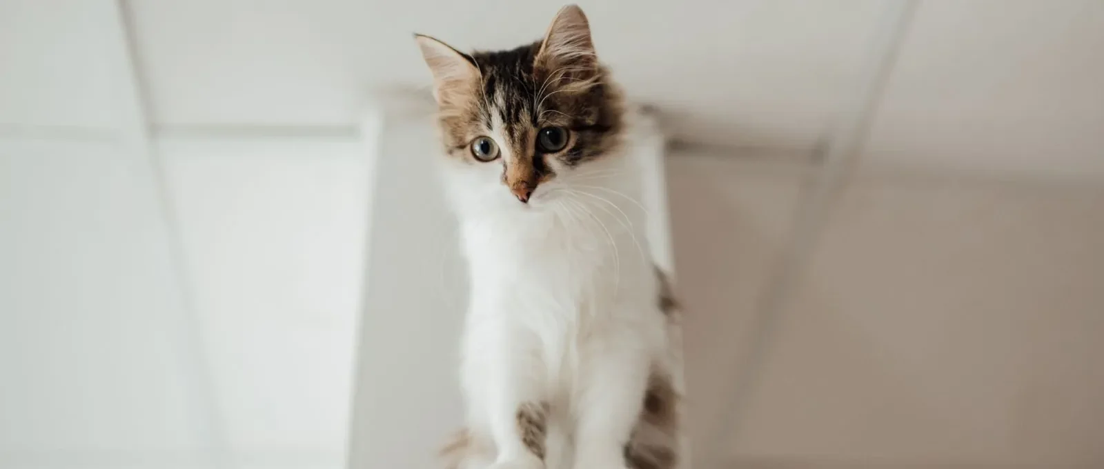 Cat using a scratching post — redirect scratching the right way