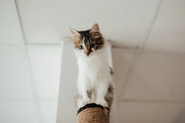 Cat using a scratching post — redirect scratching the right way
