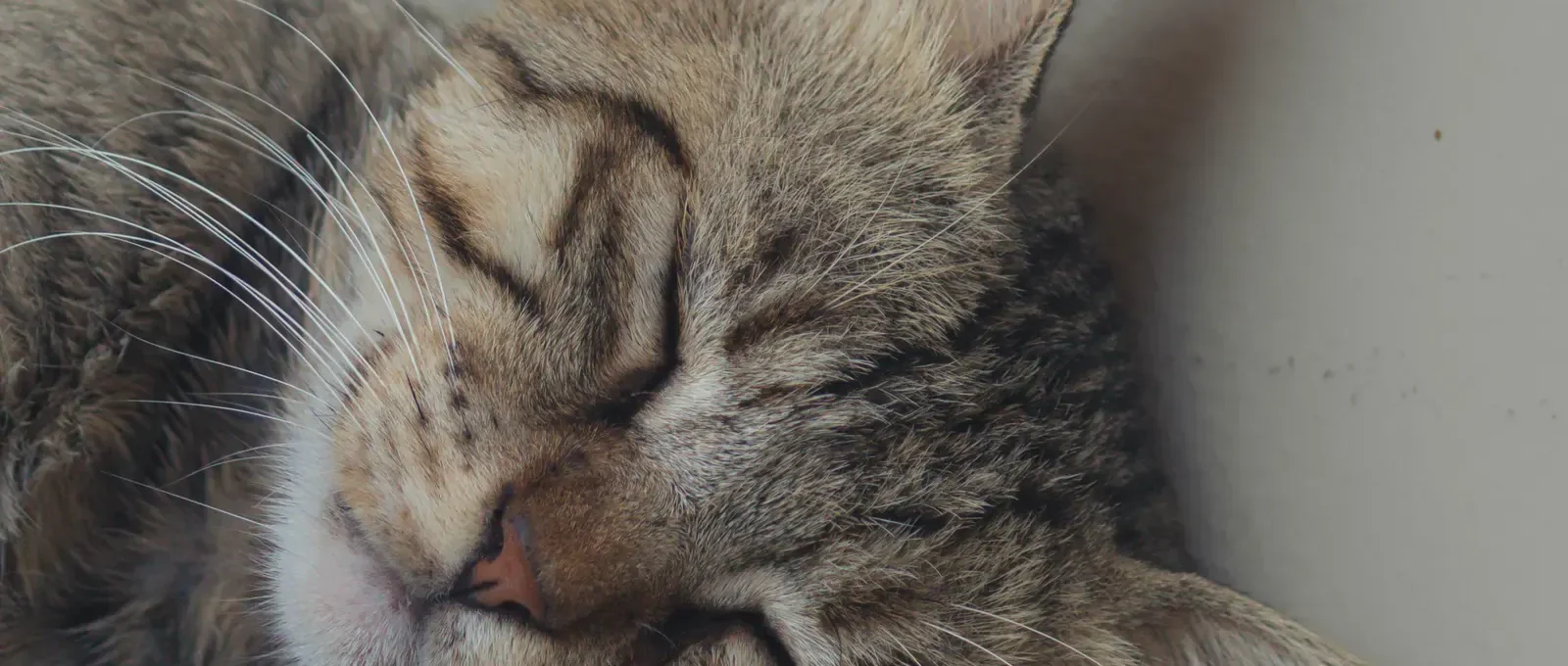 Cat sleeping — 15 astonishing facts about cat sleeping habits