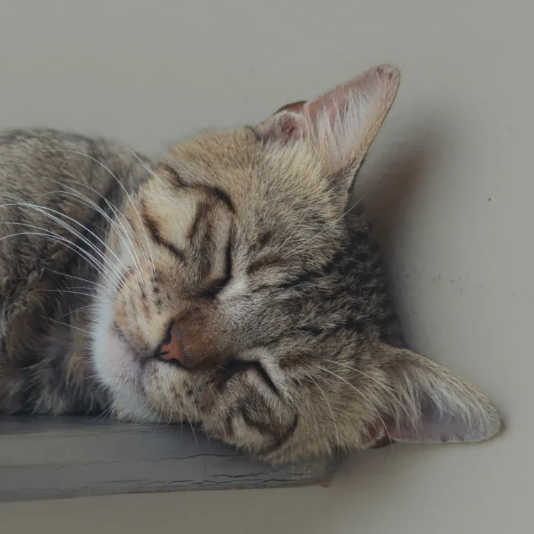 Cat sleeping — 15 astonishing facts about cat sleeping habits