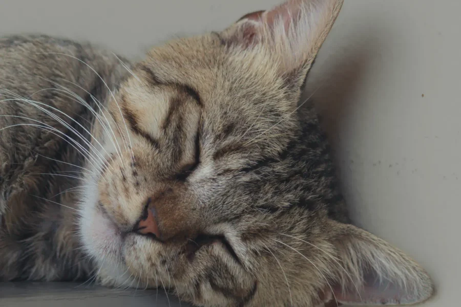 Cat sleeping — 15 astonishing facts about cat sleeping habits