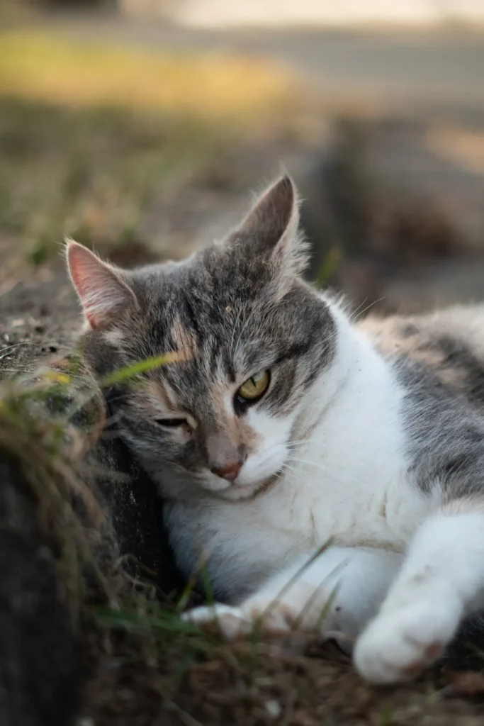 Cat slow-blinking — the feline 'I love you'