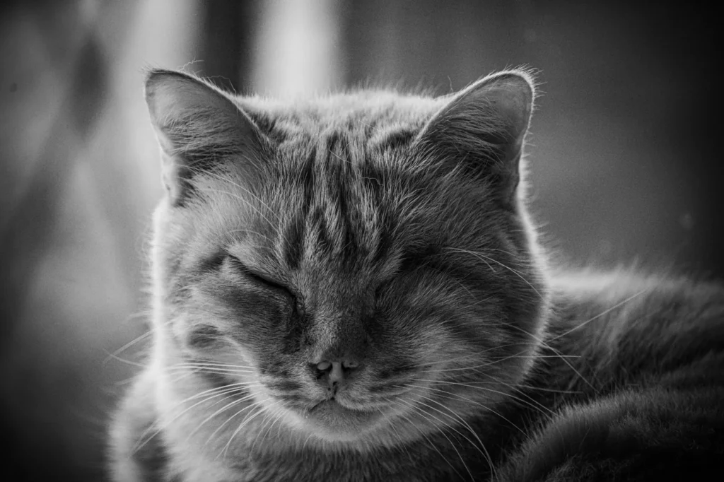 Cat giving a slow blink, the feline sign of trust