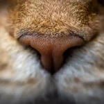 Close-up of a cat's nose — when cat sneezing needs a vet