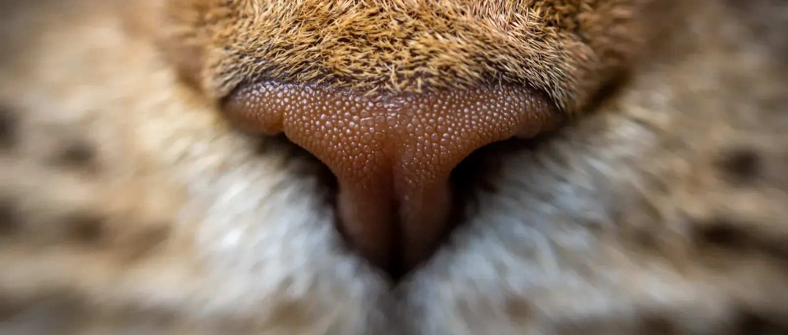 Close-up of a cat's nose — when cat sneezing needs a vet