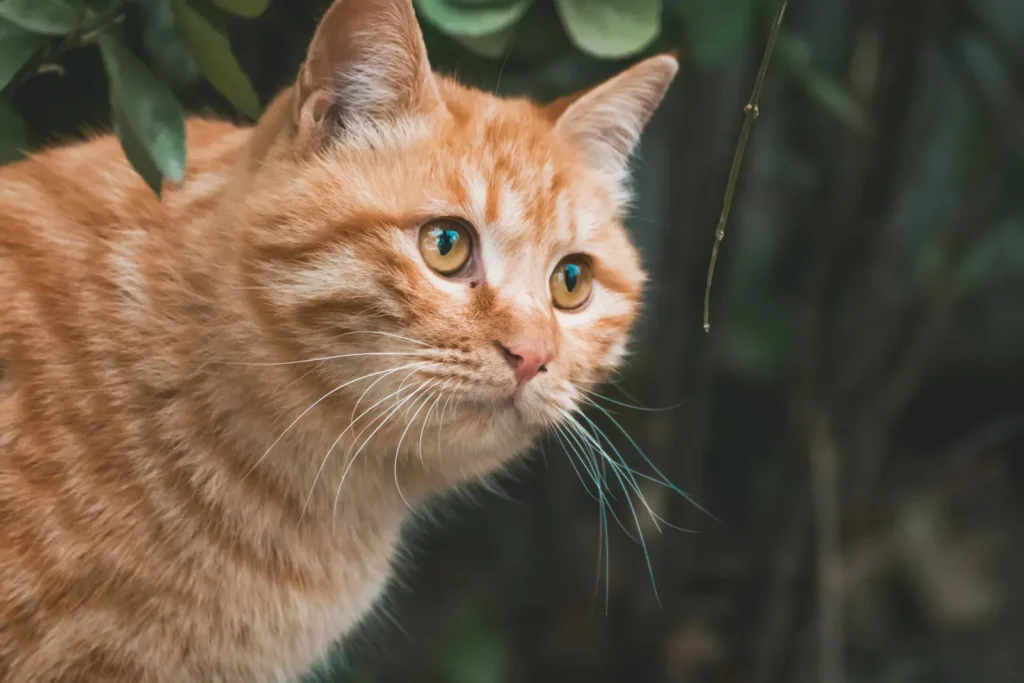 Top 5 Tips on How to Introduce Cats in a Safe Way To Newborn Babies 13 Cat sniffing near a baby to learn the new scent