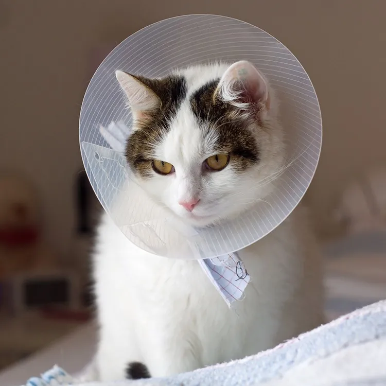 Cat recovering from spay surgery wearing a cone