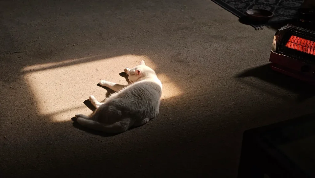5 Amazing Facts About The Sleep Habits of Your Cat 13 Cat napping in a sunbeam — cats love warm sleeping spots