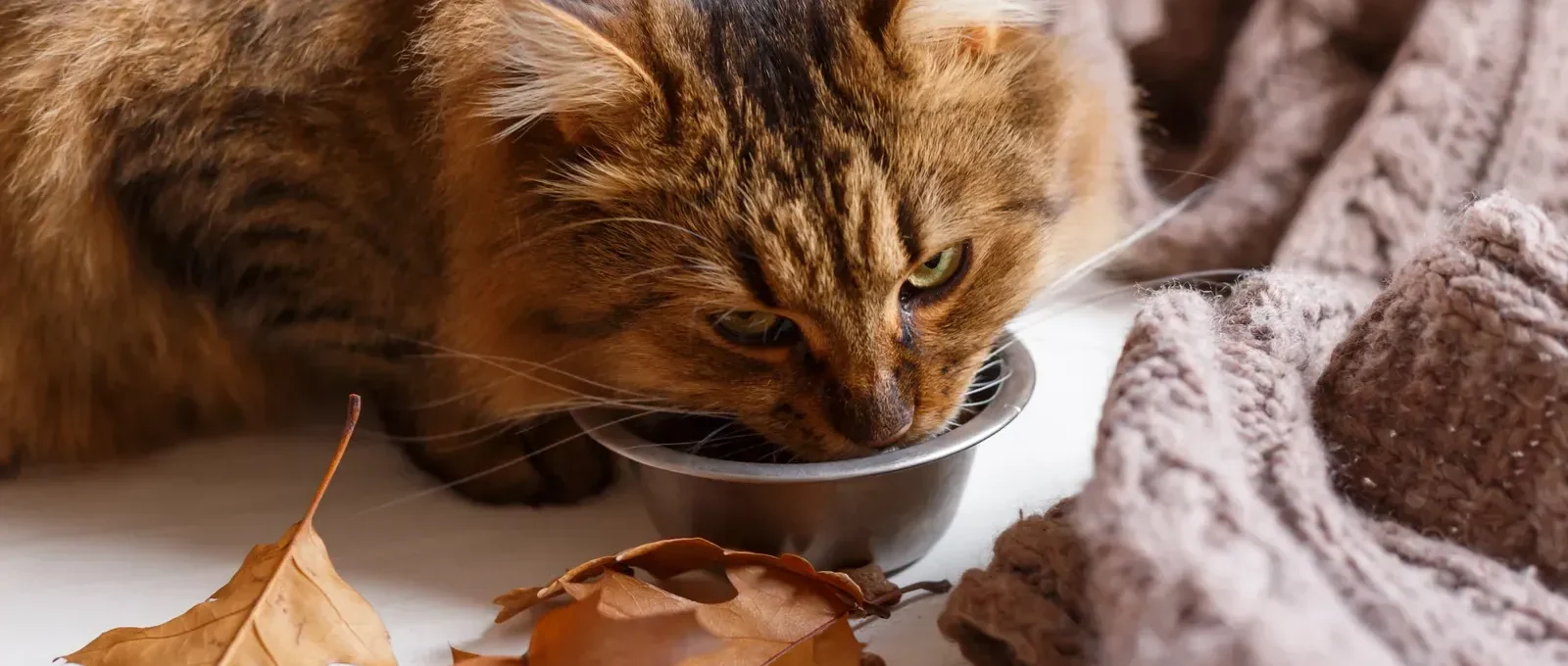 Cat eating — 5 surprising foods that are great for cats