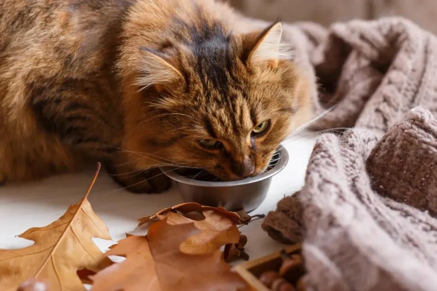 Cat eating — 5 surprising foods that are great for cats