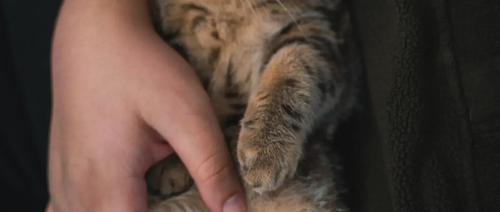 Cat relaxing near its owner — 5 ways to gain your cat's trust