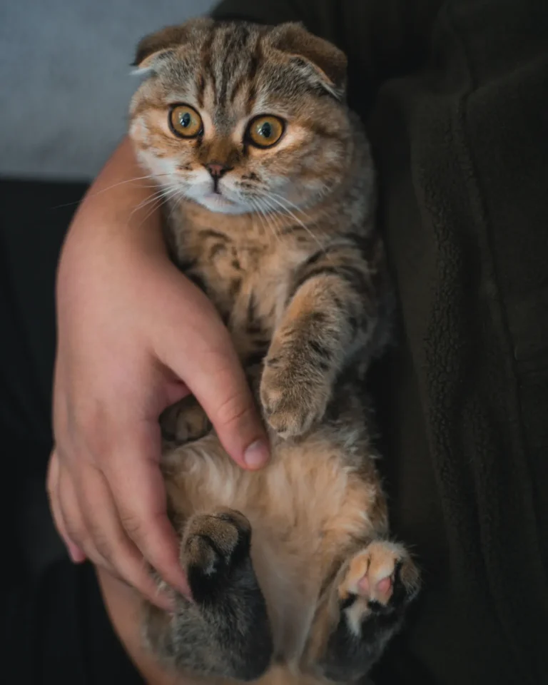 Cat relaxing near its owner — 5 ways to gain your cat's trust