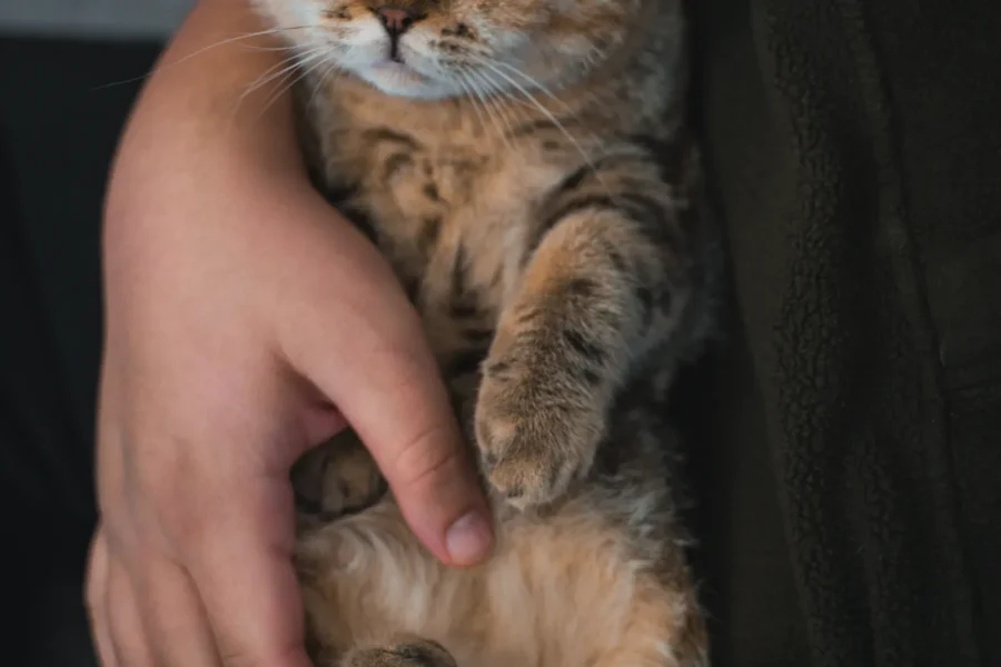 Cat relaxing near its owner — 5 ways to gain your cat's trust