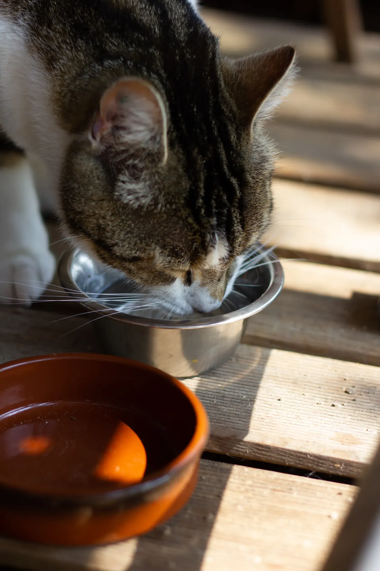 Is Pet Insurance Worth It for Indoor Cats? (2026) 12 Cat drinking water — urinary health is the top indoor-cat insurance claim