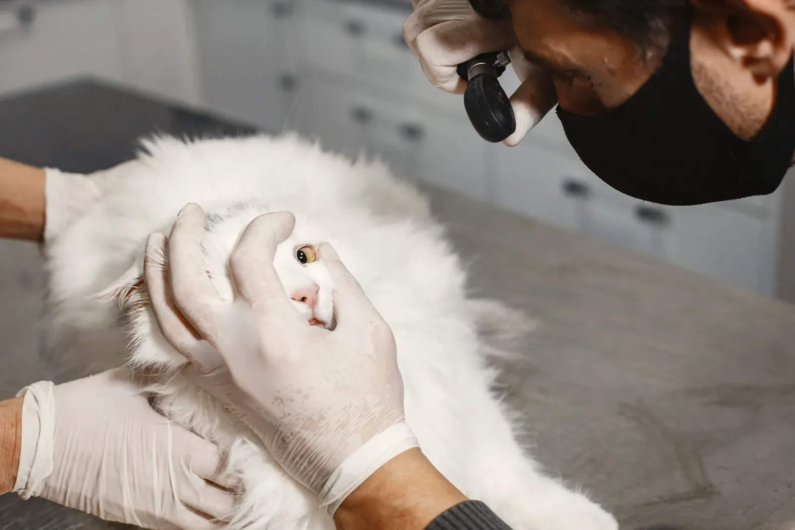 What Does Pet Insurance Not Cover? 12 Common Exclusions 14 Cat receiving veterinary care