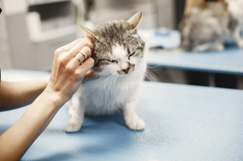 How Much Is Pet Insurance for a Cat? (2026 Costs) 12 Cat being examined at a veterinary clinic — the kind of visit cat insurance helps cover