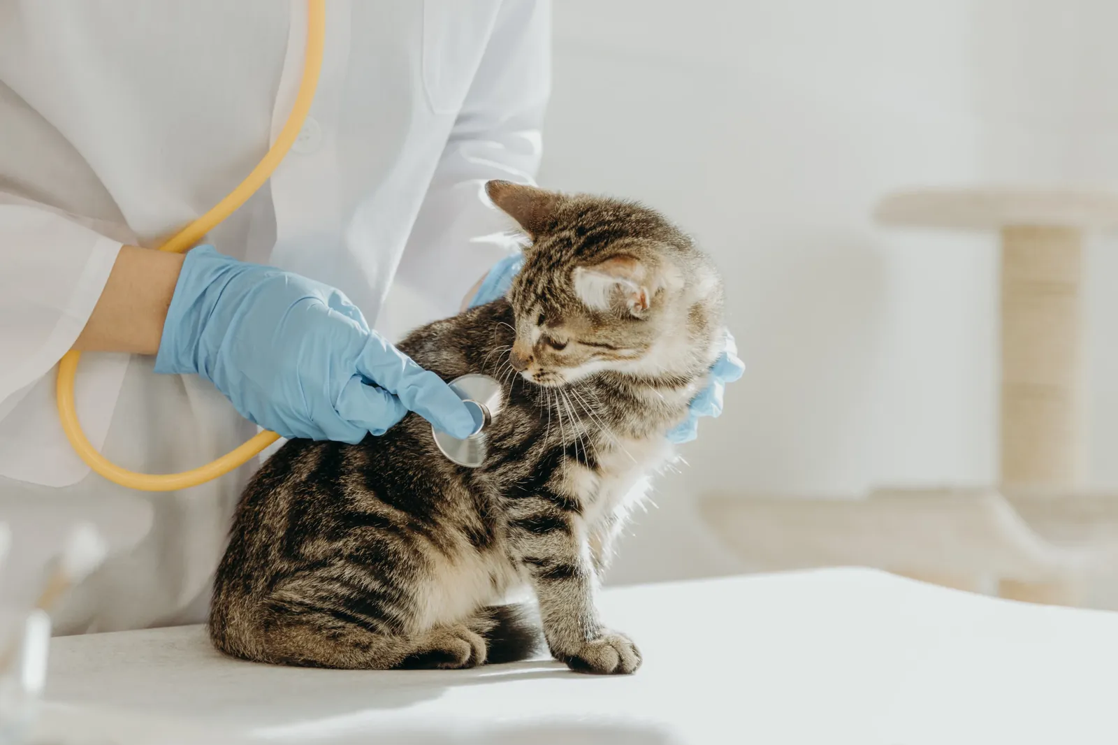 Cat Sneezing: When to Worry (and When It's Normal) 14 Cat being examined by a veterinarian