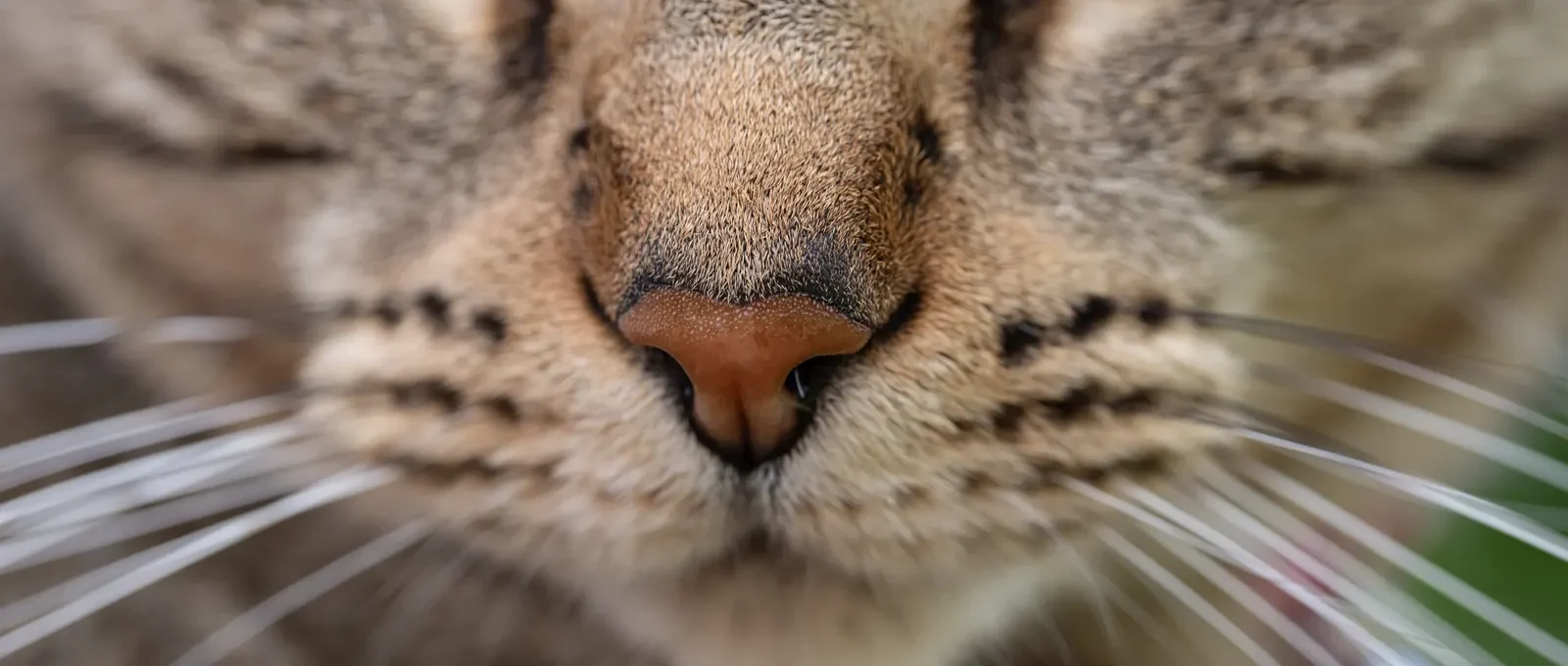 Cat whiskers close-up — 6 fascinating whisker facts
