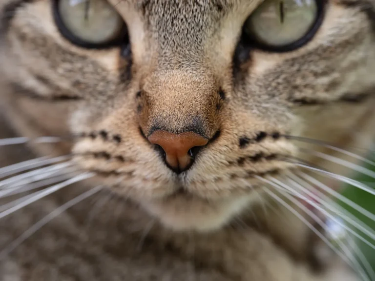 Cat whiskers close-up — 6 fascinating whisker facts