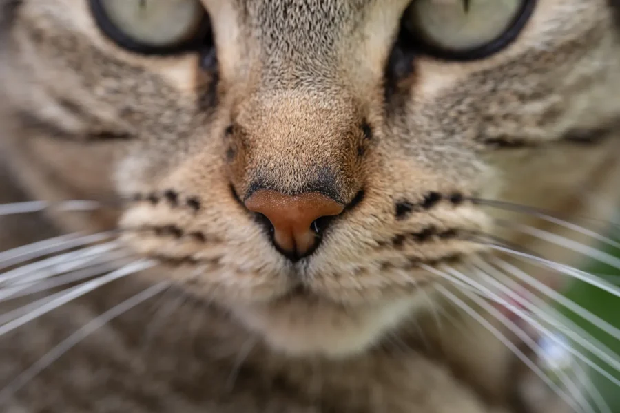 Cat whiskers close-up — 6 fascinating whisker facts