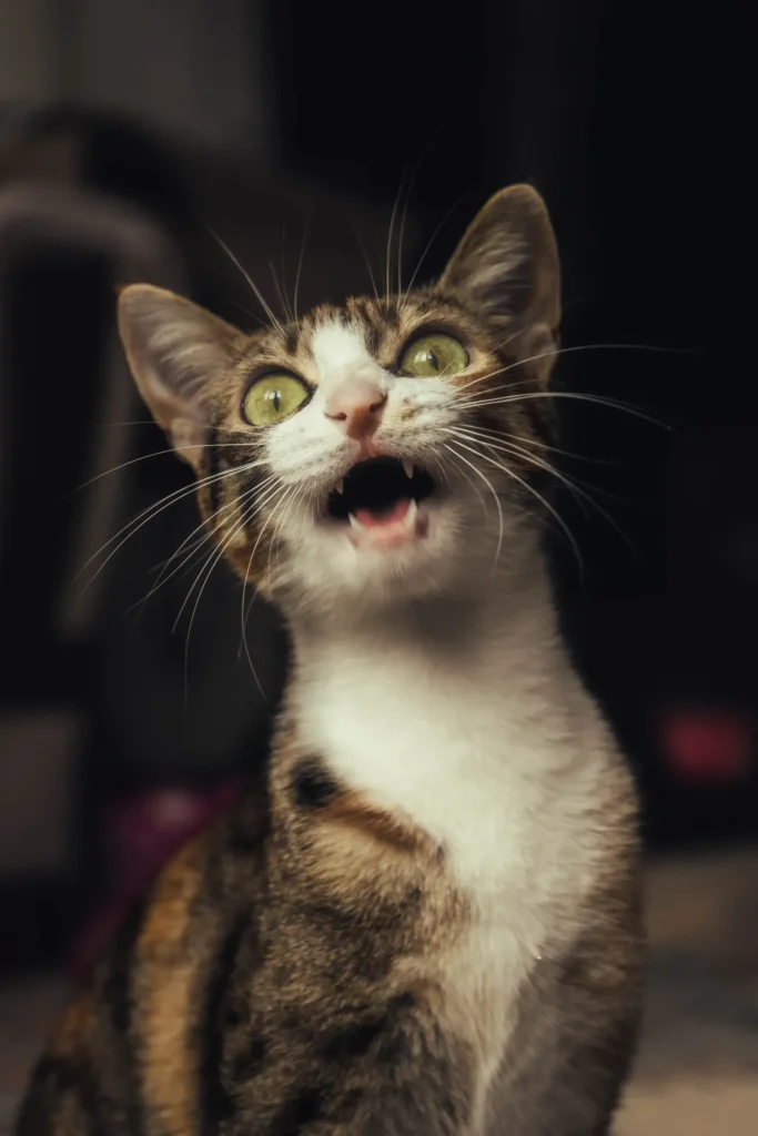 Cat yowling — when vocalizing needs a vet
