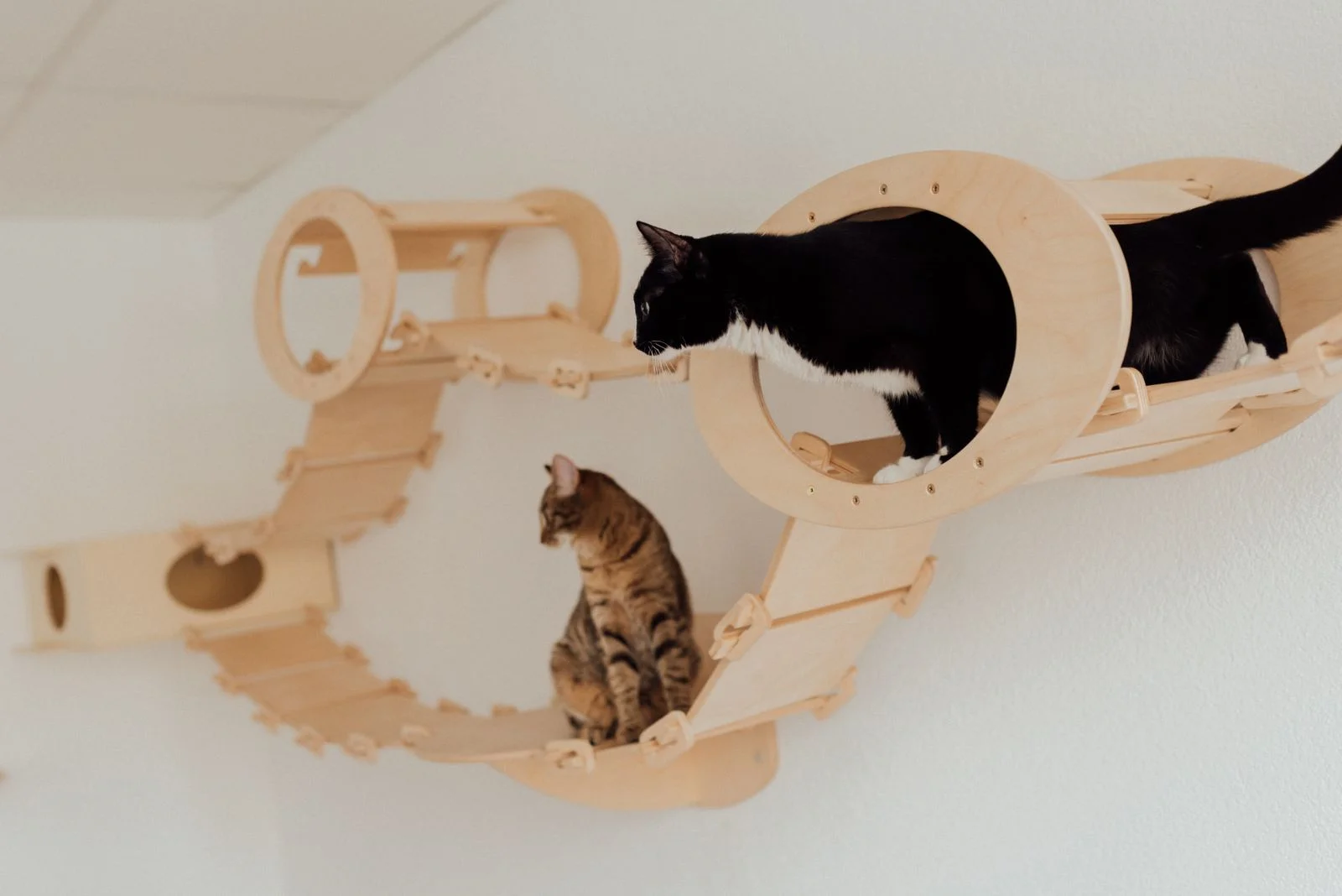 Prime Big Deal Days 2026: Pet Products Worth Watching (Oct 6–7) 13 Two cats playing on a wall-mounted playground — cat gear worth watching during Prime Big Deal Days