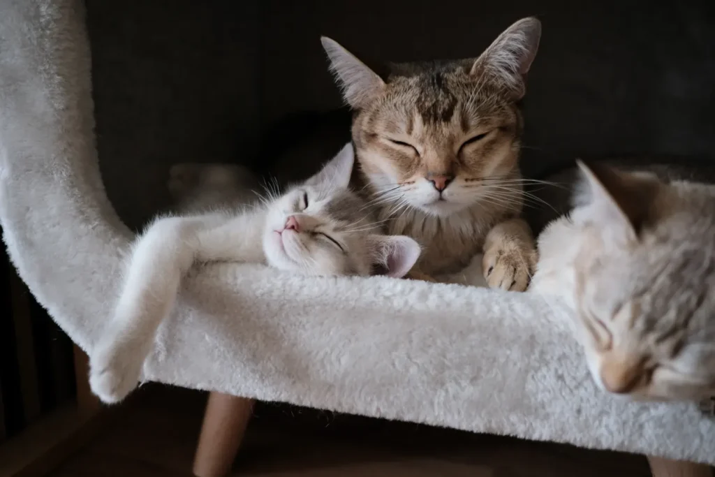 Why Do Cats Sleep So Much? 15 Astonishing Facts About Cat Sleeping Habits, Positions & Patterns Explained 13 Cats sleeping together — social sleepers feel safest