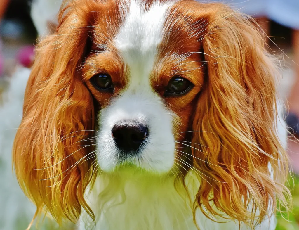 Best Dog Breeds for Single Women in 2026: Top Picks for Safety, Companionship & Every Lifestyle 13 Cavalier on a lap — affectionate breeds for companionship