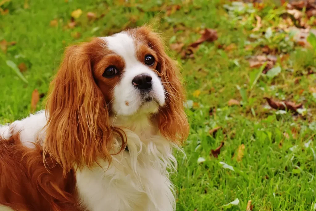 Cavalier King Charles Spaniel — a top pick for senior owners