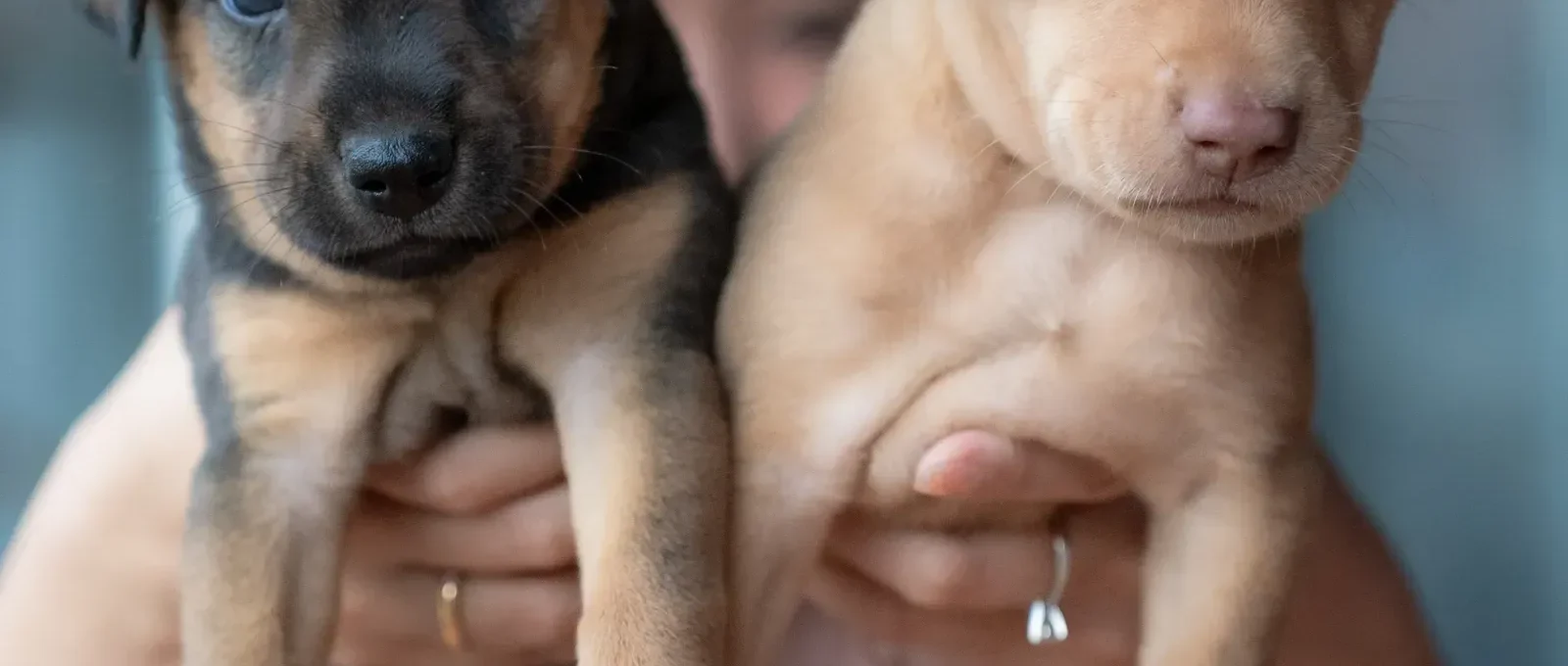 Meeting puppies — how to choose a dog breed
