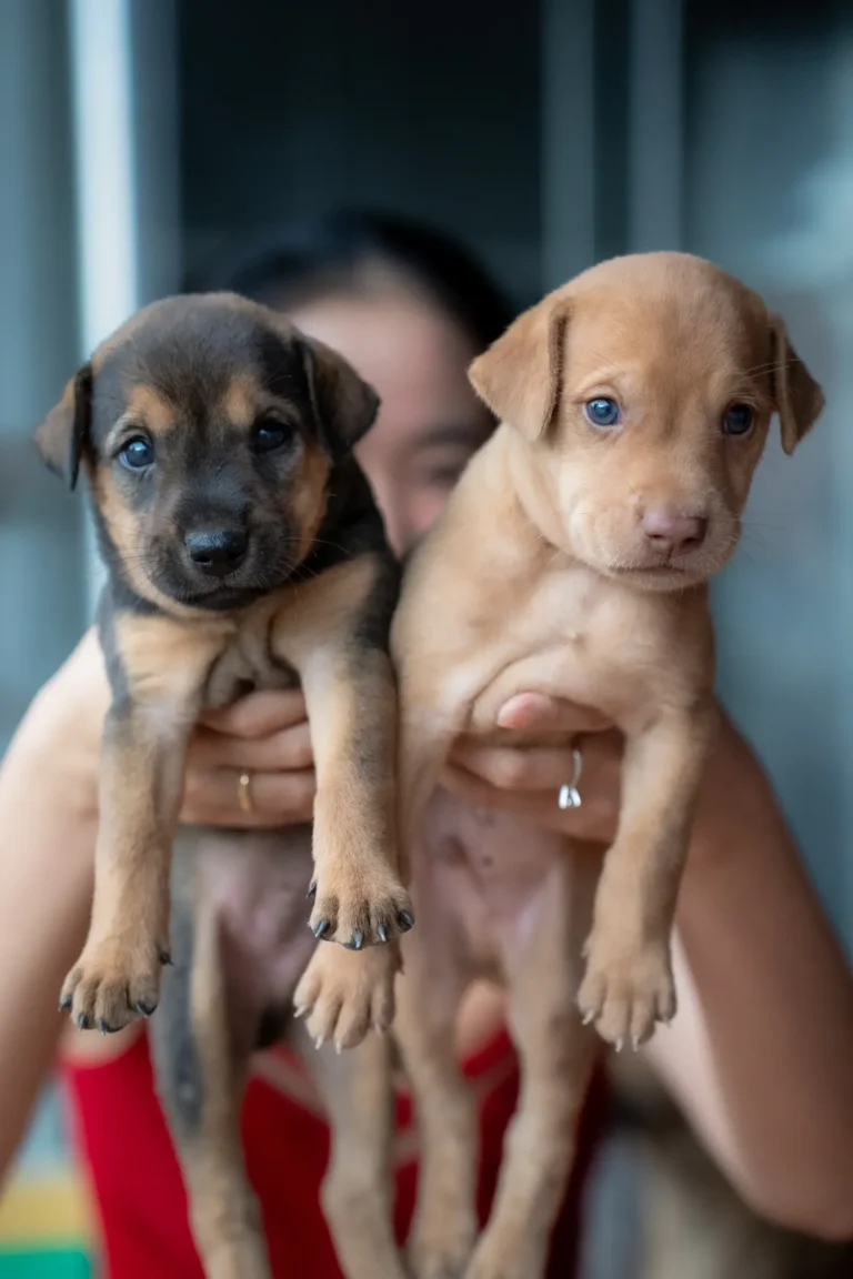 Meeting puppies — how to choose a dog breed