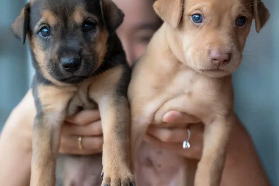 Meeting puppies — how to choose a dog breed