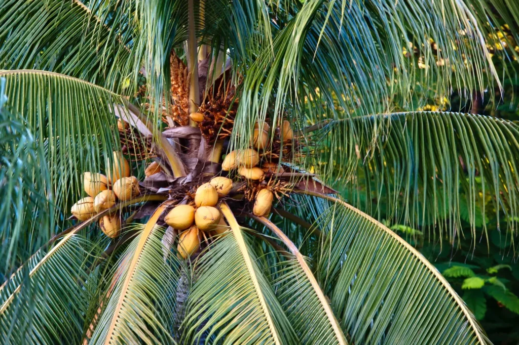 Coconut oil — a popular natural antifungal for dogs