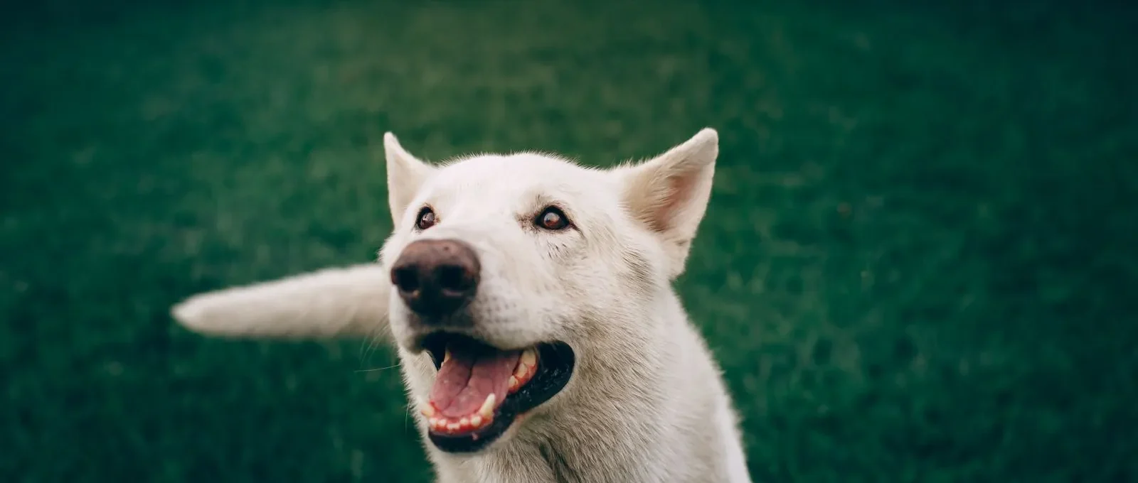 Confident dog — 12 proven ways to boost your dog's confidence