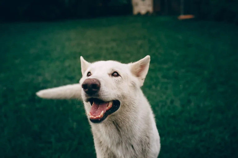 Confident dog — 12 proven ways to boost your dog's confidence