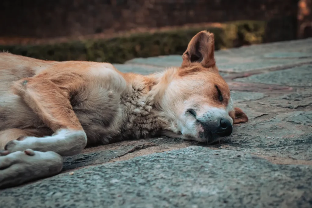 5 Best Cooling Mats for Dogs Who Overheat at Night (2026) 12 Dog cooling off on a cooling mat for dogs