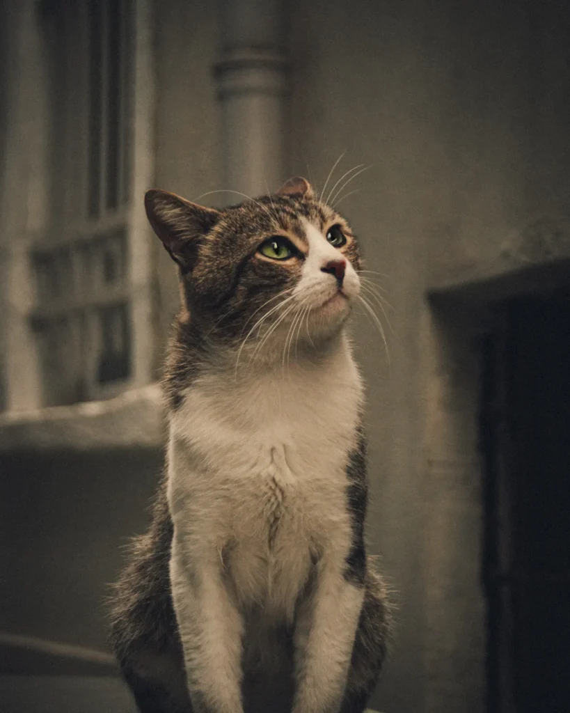 Why Does My Cat Scratch the Floor After Eating? 7 Possible Reasons 14 Curious cat — understanding quirky cat eating behaviors