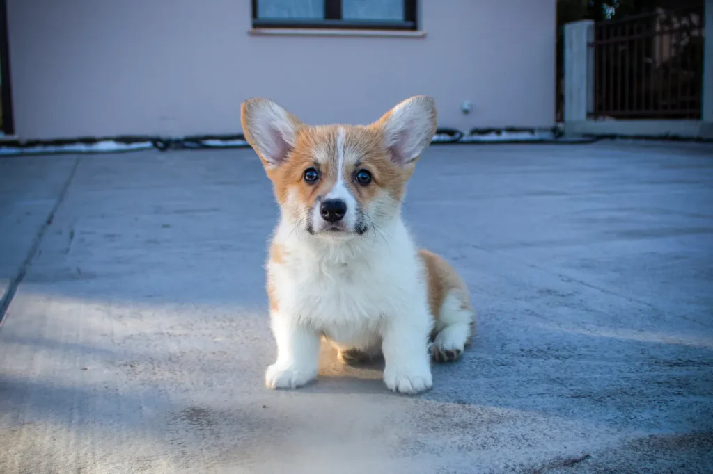 20 Cutest Dog Breeds in the World: The Ultimate Guide to Adorable Dogs That Will Melt Your Heart 14 Cute Corgi puppy with short legs and big ears