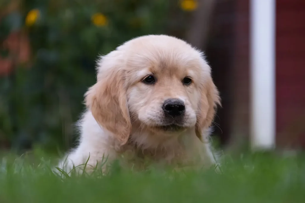 20 Cutest Dog Breeds in the World: The Ultimate Guide to Adorable Dogs That Will Melt Your Heart 12 Adorable Golden Retriever puppy — one of the cutest dog breeds