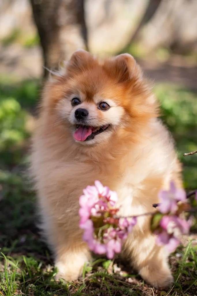 20 Cutest Dog Breeds in the World: The Ultimate Guide to Adorable Dogs That Will Melt Your Heart 13 Cute Pomeranian — consistently ranked among the cutest dog breeds