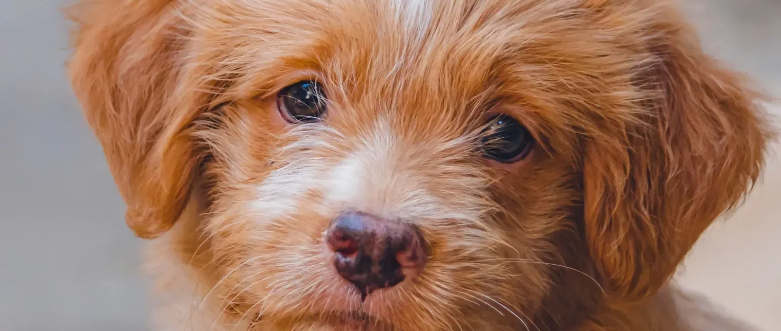 Adorable puppy — 20 cutest dog breeds in the world