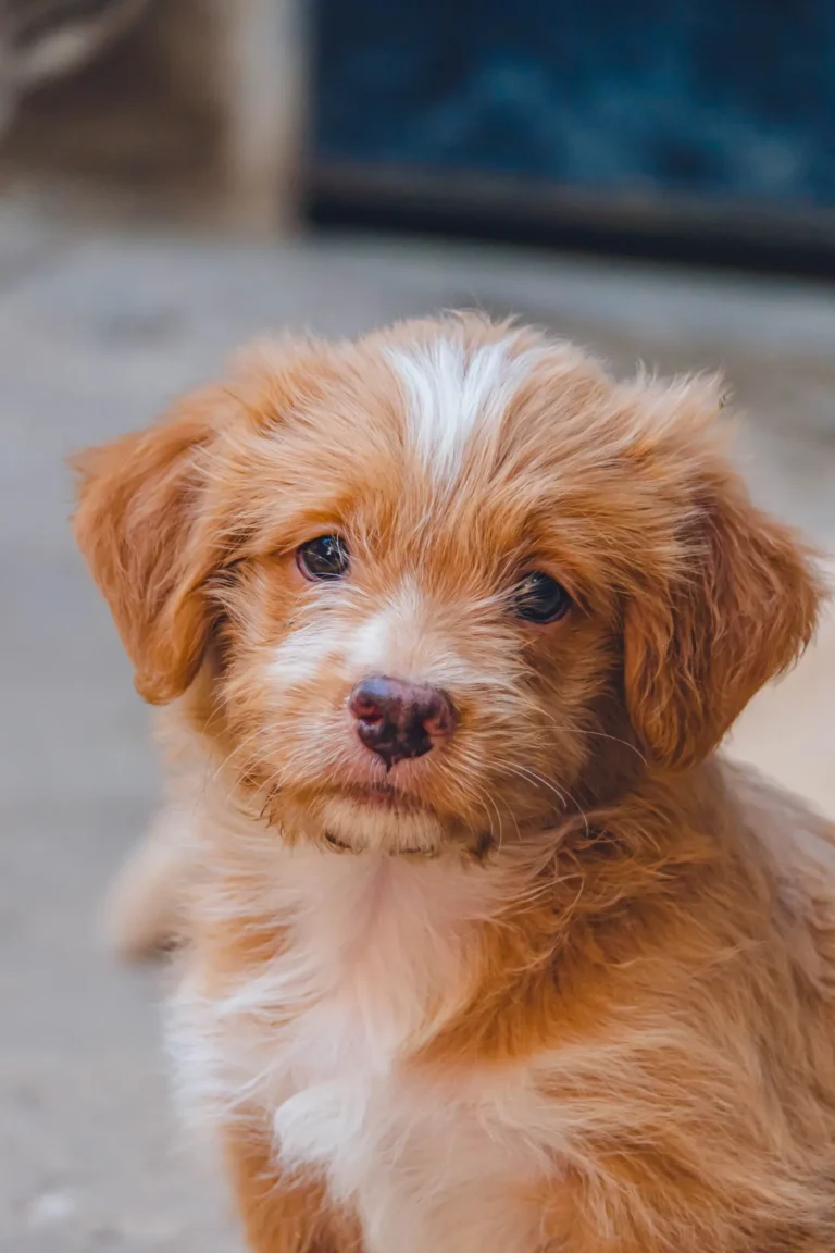 Adorable puppy — 20 cutest dog breeds in the world