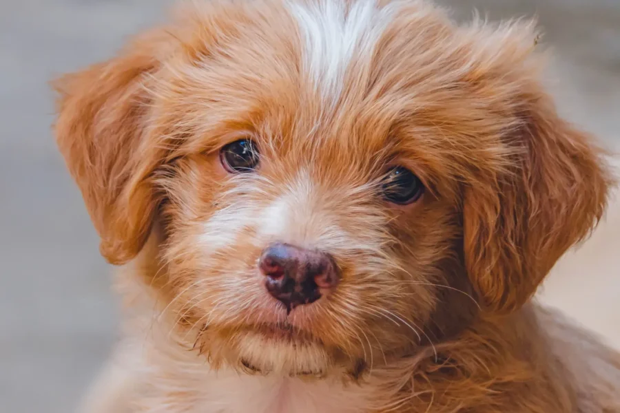 Adorable puppy — 20 cutest dog breeds in the world