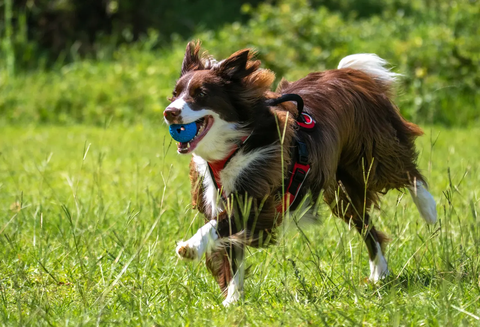Pet Insurance Waiting Periods: How They Work in 2026 13 Dog playing fetch — accidents are the most common early claims