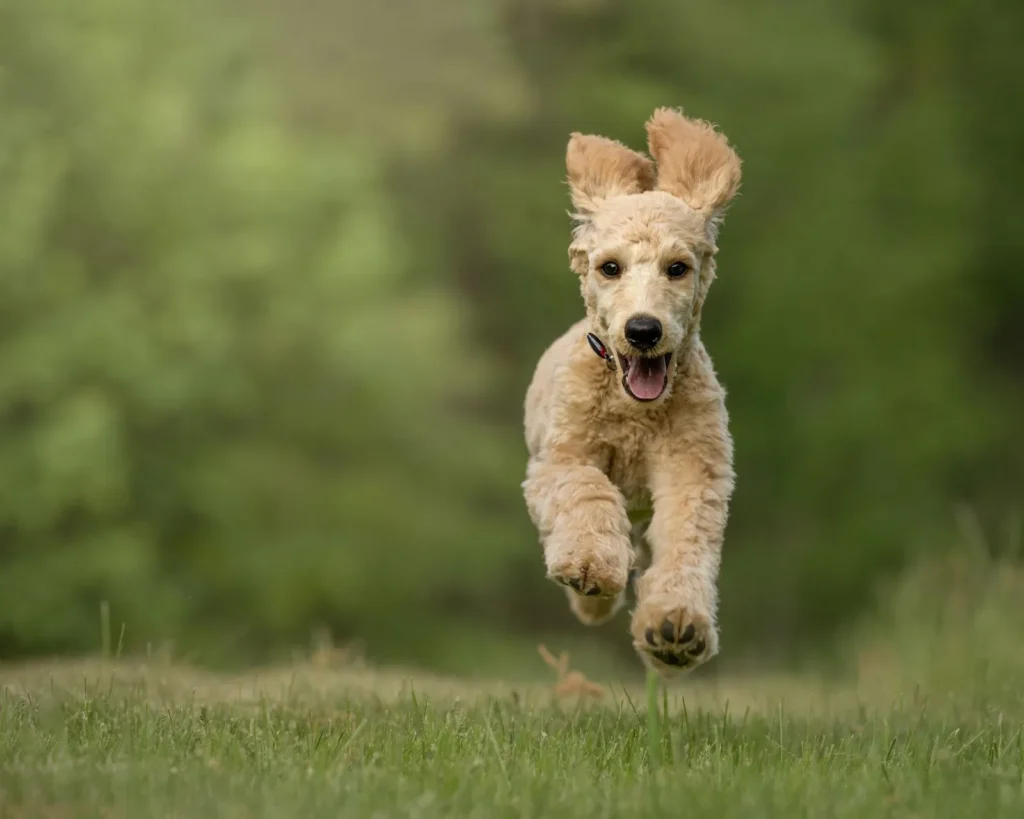 Why Is My Dog Eating Grass? 9 Possible Reasons 14 Active dog eating grass in a grassy field
