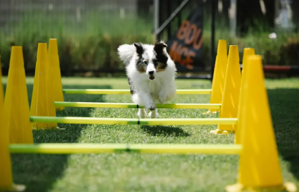 Dog doing agility — training sports build confidence fast