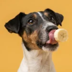 Dog with bananas — can dogs eat bananas safely?